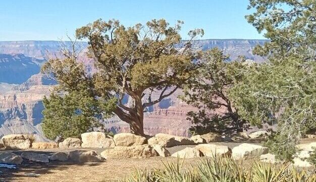 Grand Canyon landscape in Arizona, with trees, rocky cliffs, and patches of snow, photographed during Derek and Sonia's journey.